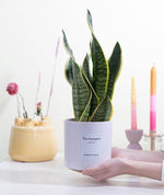 Load image into Gallery viewer, Sansevieria Gift "The Champion" WITH GREETING CARD! - Ø12cm - ↕30cm