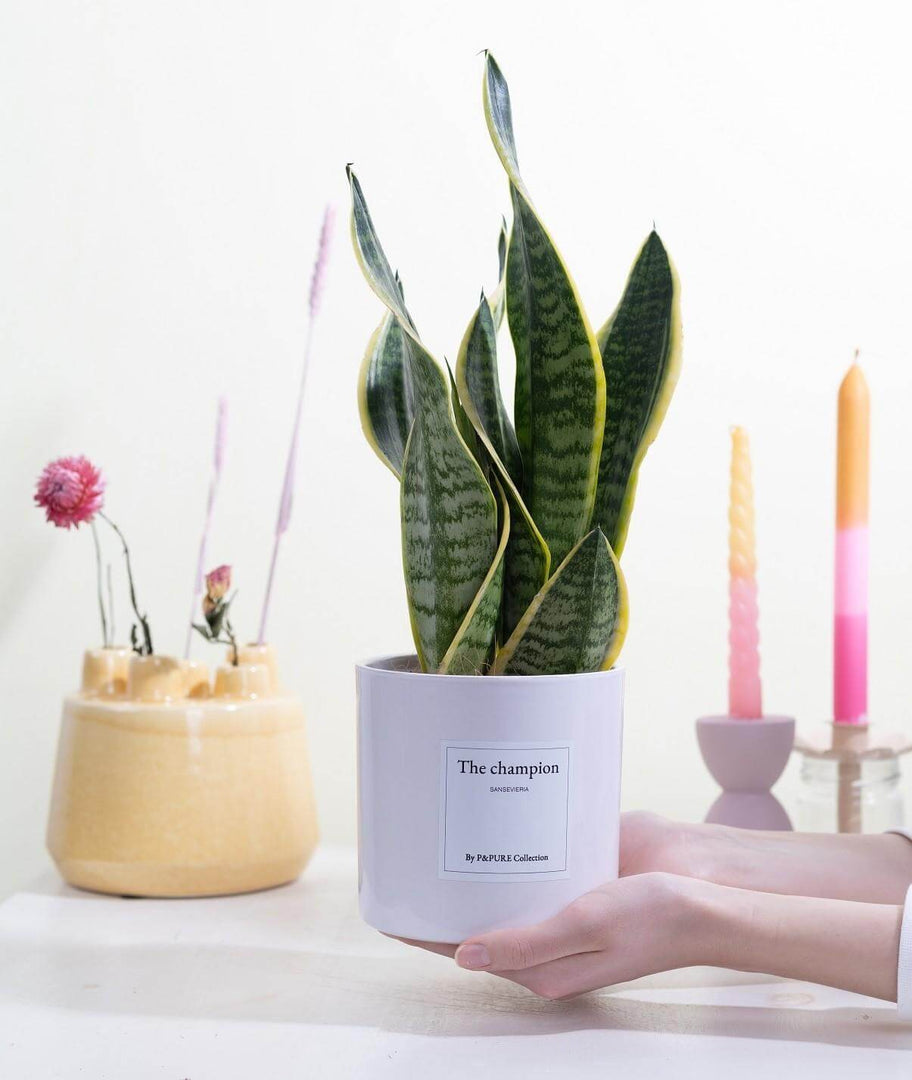 Sansevieria Gift "The Champion" WITH GREETING CARD! - Ø12cm - ↕30cm