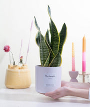 Sansevieria Gift 