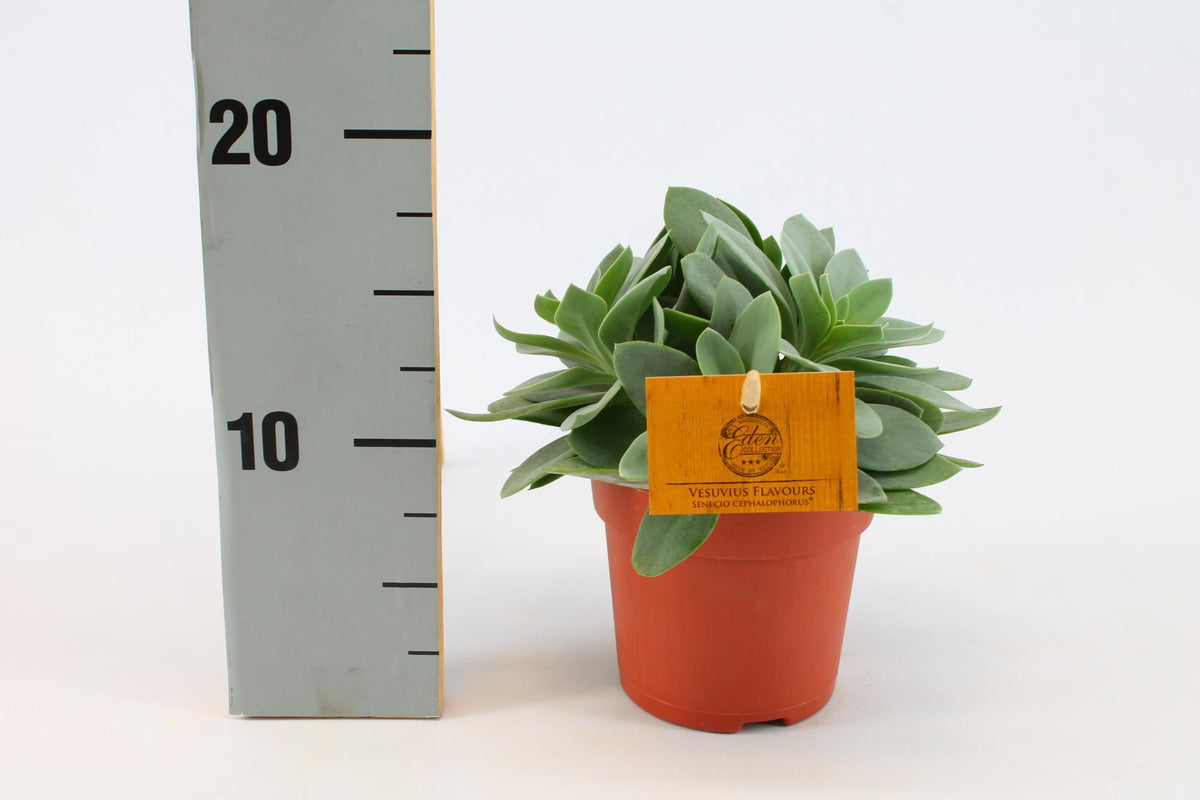 Senecio cephalophorus - Ø10,5cm - ↕15cm