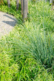 Fargesia rufa - 4 pieces - ↨60cm - Ø19