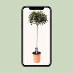 Load image into Gallery viewer, Olea europaea (Olive Tree) - Ø19cm - ↕80cm