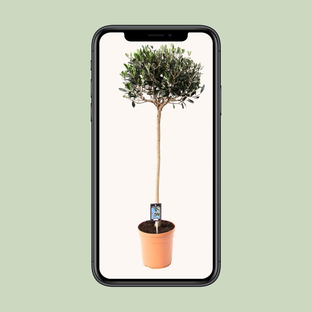 Olea europaea (Olive Tree) - Ø19cm - ↕80cm