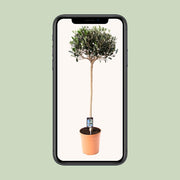 Olea europaea (Olive Tree) - Ø19cm - ↕80cm
