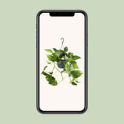 Epipremnum aureum  - Ø15cm - ↕25cm