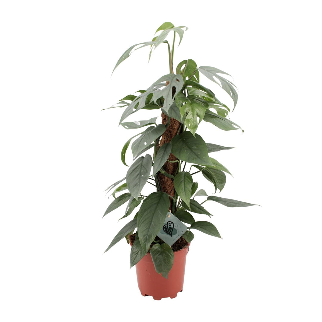Epipremnum pinnatum 'Cebu Blue' - Ø17cm - ↕60cm