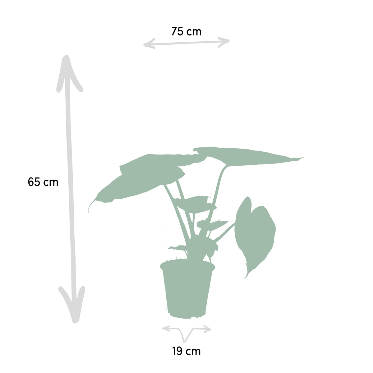 Duo Tropicale da Interno - Alocasia cucullata - Ø19cm - ↕60cm + Alocasia wentii - Ø19cm - ↕60cm