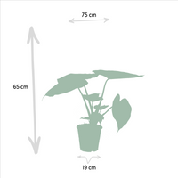 Duo Tropicale da Interno - Alocasia cucullata - Ø19cm - ↕60cm + Alocasia wentii - Ø19cm - ↕60cm