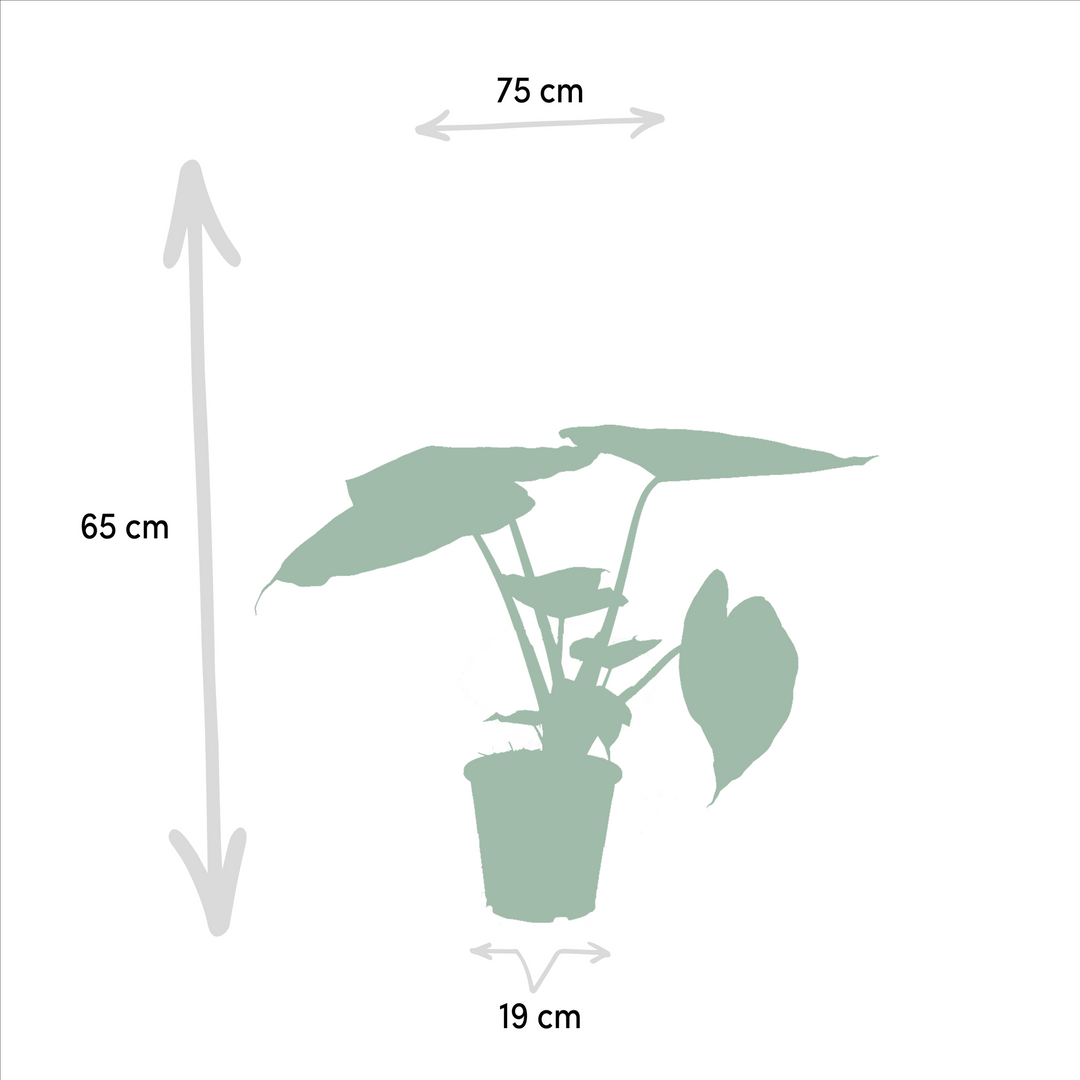 Tropical Indoor Duo - Alocasia cucullata - Ø19cm - ↕60cm + Alocasia wentii - Ø19cm - ↕60cm