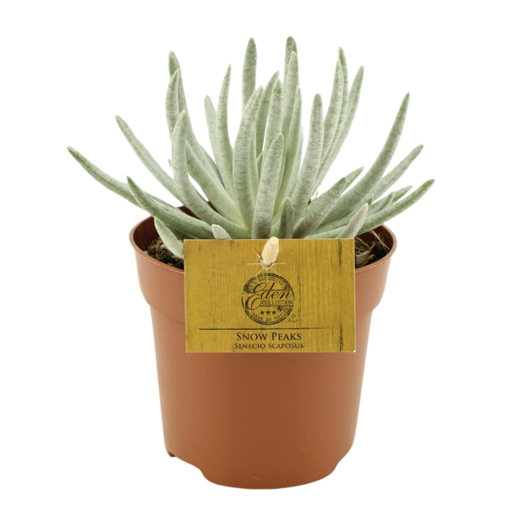 Senecio scaposus - Ø10,5cm - ↕15cm