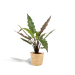 Load image into Gallery viewer, Alocasia lauterbachiana in Selin Basket - Ø19cm - ↕80cm