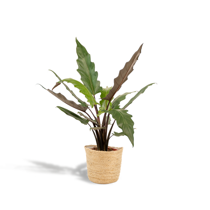 Alocasia lauterbachiana in Selin Basket - Ø19cm - ↕80cm