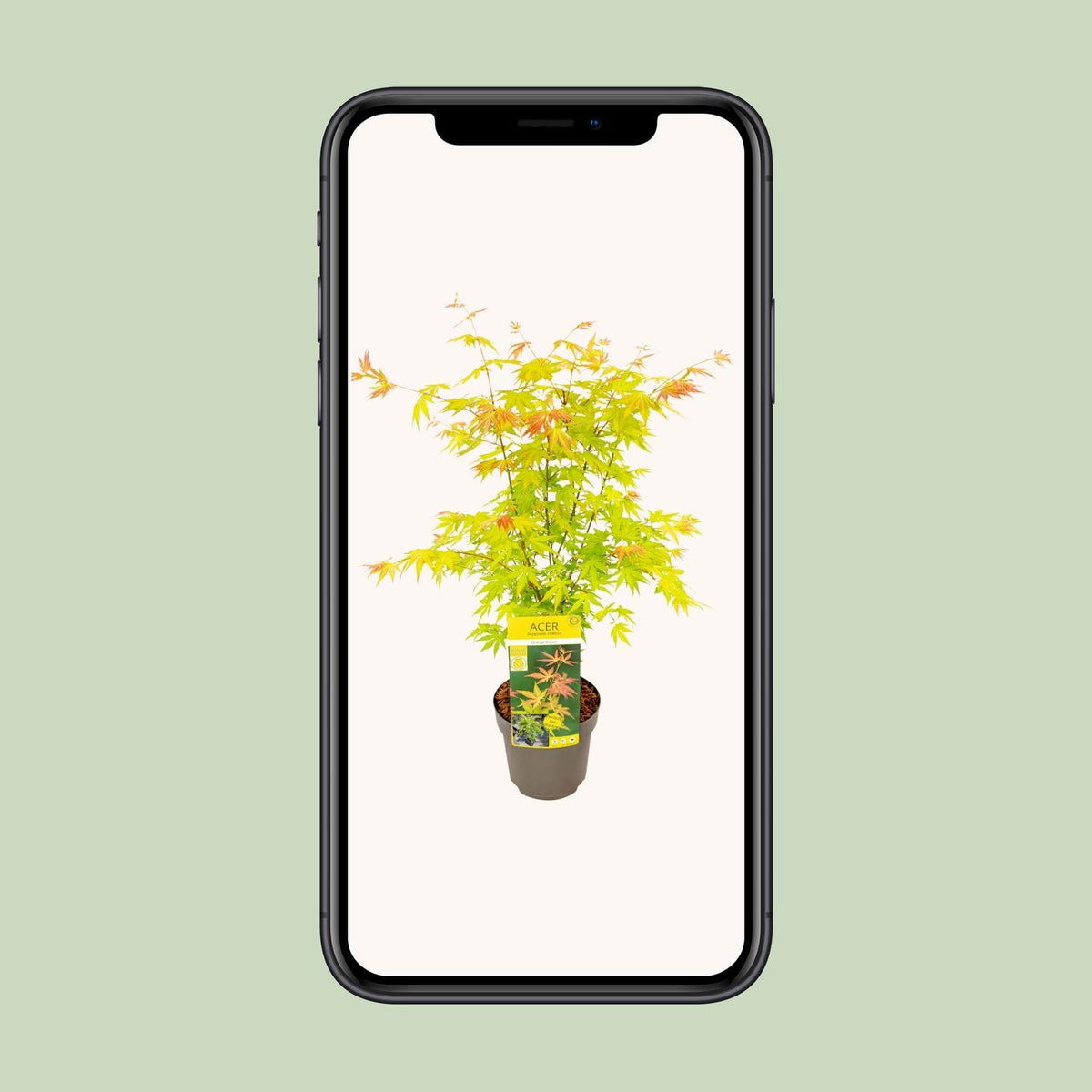Acer palmatum ‘Orange Dream’, Ø19 cm – ↕50 cm