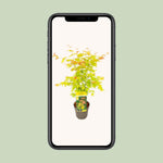 Load image into Gallery viewer, Acer palmatum &#39;Orange Dream&#39; - Ø19cm - ↕50cm
