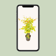 Acer palmatum 'Orange Dream' - Ø19cm - ↕50cm