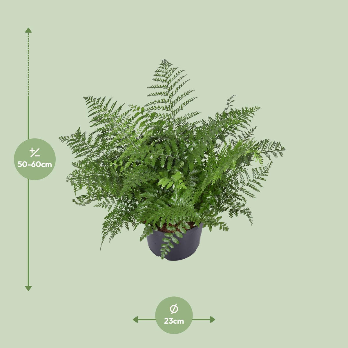 Asplenium parvati - Ø23cm - ↕55cm