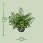 Load image into Gallery viewer, Asplenium parvati - Ø23cm - ↕55cm