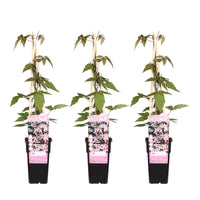 Clematis montana 'Fragrant Spring' - 3 piante - ↨65cm - Ø15