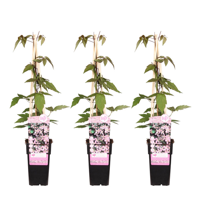 Clematis Montana 'Fragrant Spring' - 3 plants - ↨65cm - Ø15