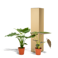 Duo Tropicale da Interno - Alocasia cucullata - Ø19cm - ↕60cm + Alocasia wentii - Ø19cm - ↕60cm