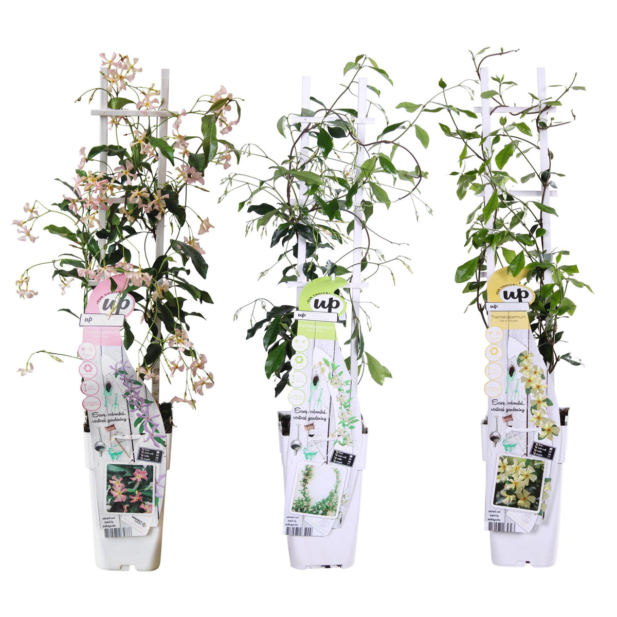 Trachelospermum Misto - 3 pezzi - ↨65cm - Ø15