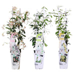 Load image into Gallery viewer, Trachelospermum Mix - 3 pieces - ↨65cm - Ø15
