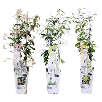 Trachelospermum Misto - 3 pezzi - ↨65cm - Ø15
