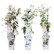Trachelospermum Mix - 3 pieces - ↨65cm - Ø15