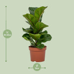 Load image into Gallery viewer, Ficus lyrata - Ø12cm - ↕30cm
