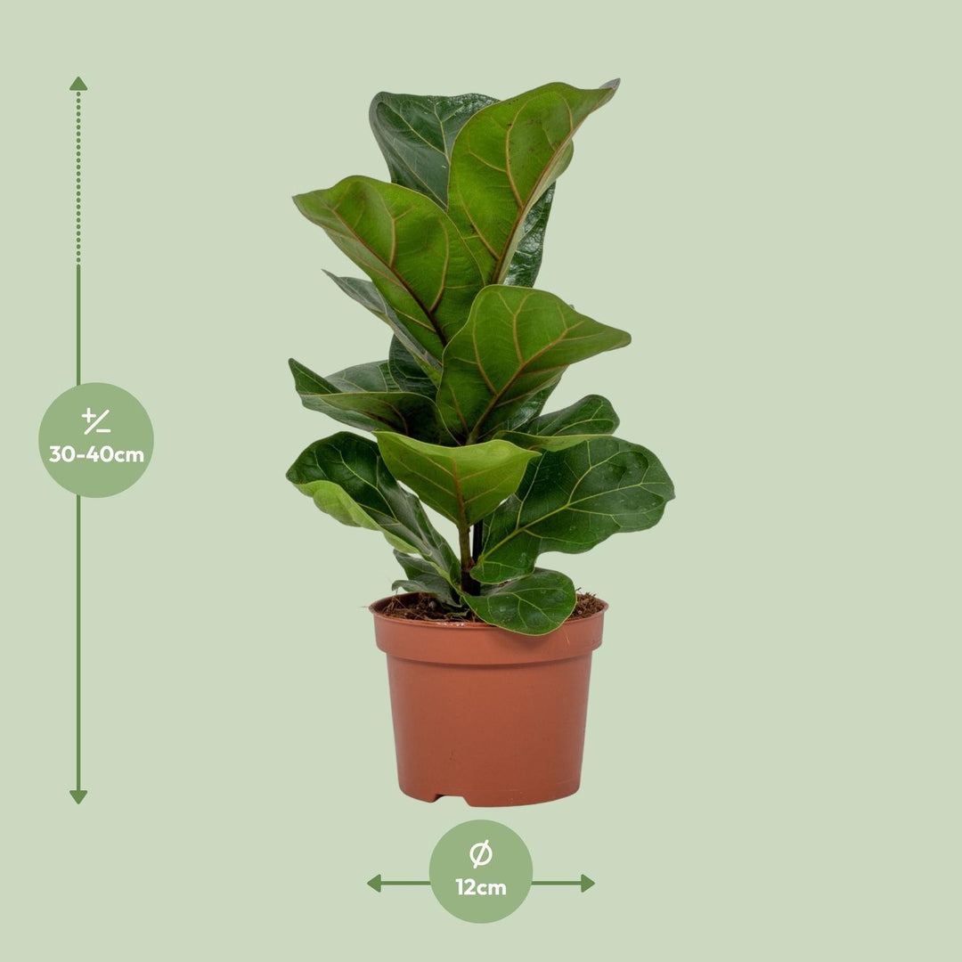 Ficus lyrata - Ø12cm - ↕30cm