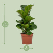 Ficus lyrata - Ø12cm - ↕30cm