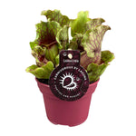 Load image into Gallery viewer, Sarracenia - Ø12 ↕20