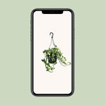 Load image into Gallery viewer, Epipremnum pinnatum &#39;N’Joy&#39; (Scindapsus) - Ø15cm - ↕35cm
