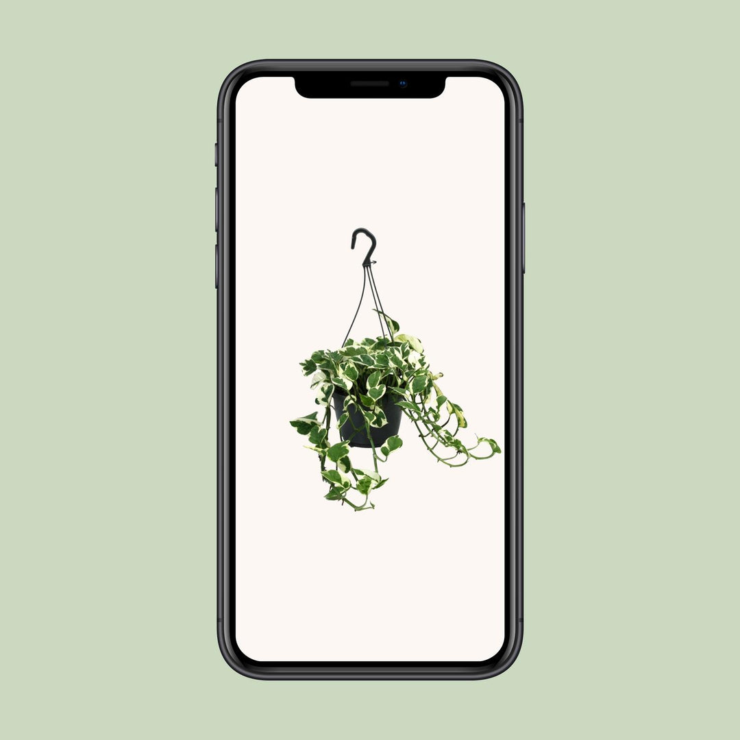 Epipremnum pinnatum 'N’Joy' (Scindapsus) - Ø15cm - ↕35cm