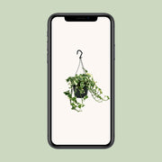 Epipremnum pinnatum 'N’Joy' (Scindapsus) - Ø15cm - ↕35cm