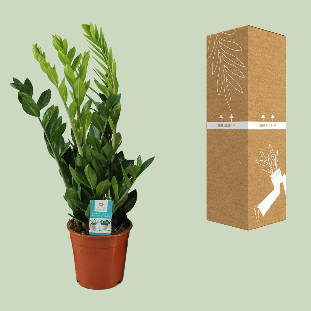 Zamioculcas zamiifolia - Ø17cm - ↕65cm