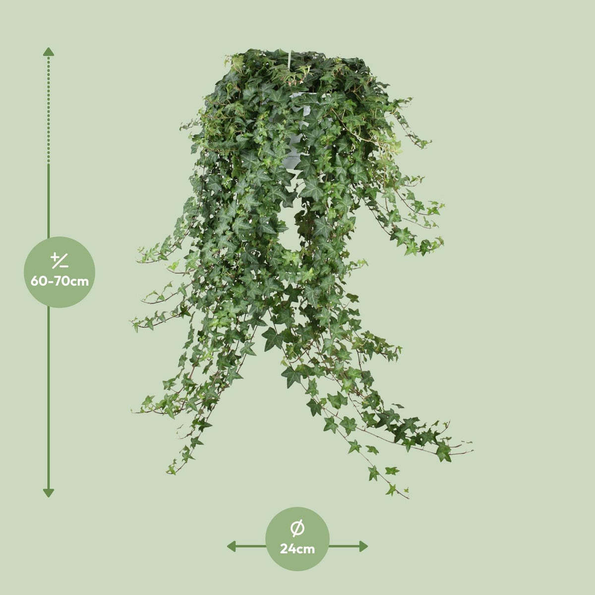 Hedera helix 'Pitsburg' - Ø24cm - ↕70cm
