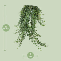 Hedera helix 'Pitsburg' - Ø24cm - ↕70cm