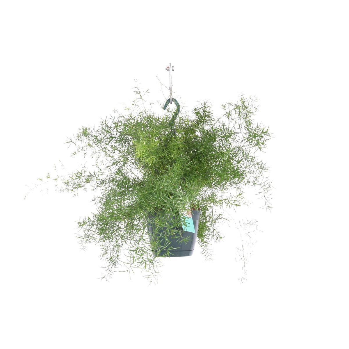 Asparagus sprengeri - Hanging pot - Ø17cm - ↕35cm