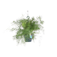Asparagus sprengeri - Hanging pot - Ø17cm - ↕35cm