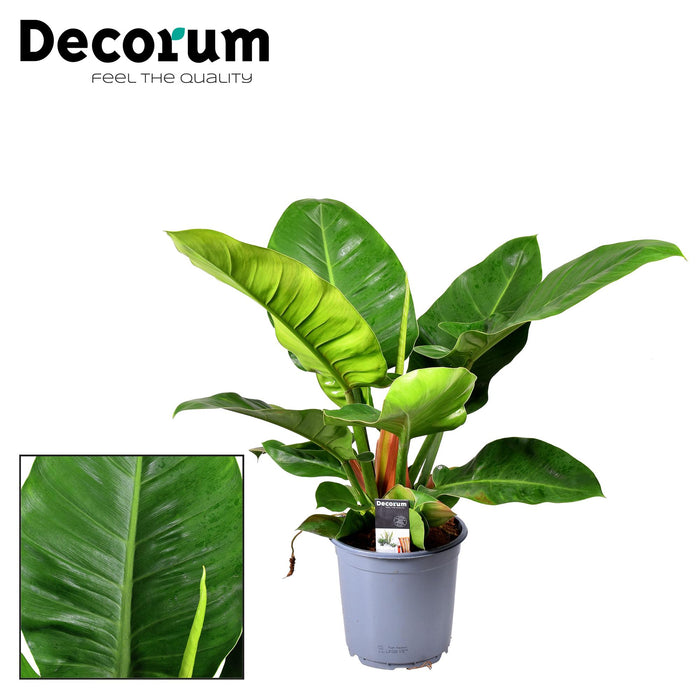 Philodendron erubescens 'Imperial Green' - Ø19cm - ↕55cm