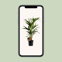 Howea Forsteriana (Kentia) - Ø19cm - ↕100cm