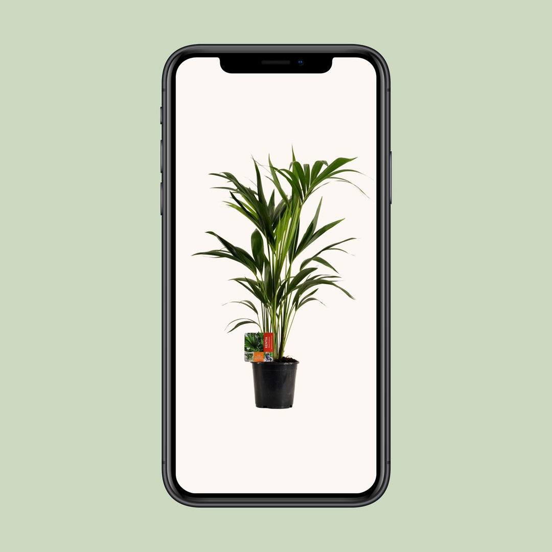 Howea Forsteriana (Kentia) - Ø19cm - ↕100cm