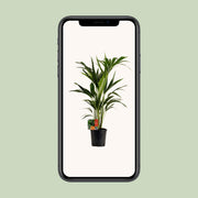 Howea Forsteriana (Kentia) - Ø19cm - ↕100cm