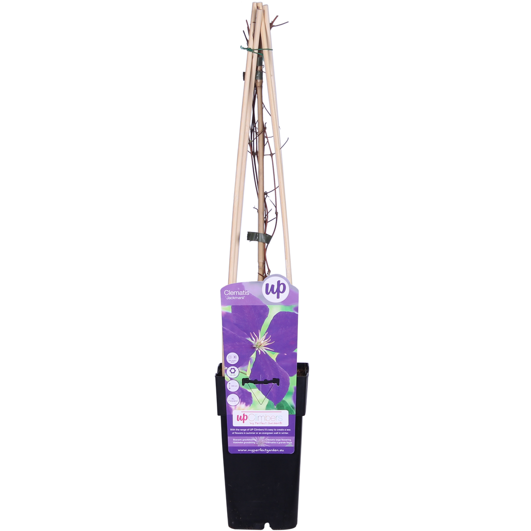 Clematis 'Jackmanii' - Ø15cm - ↕65cm