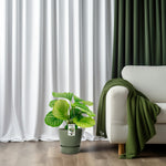 Load image into Gallery viewer, Calathea orbifolia - Ø14cm - ↕50cm
