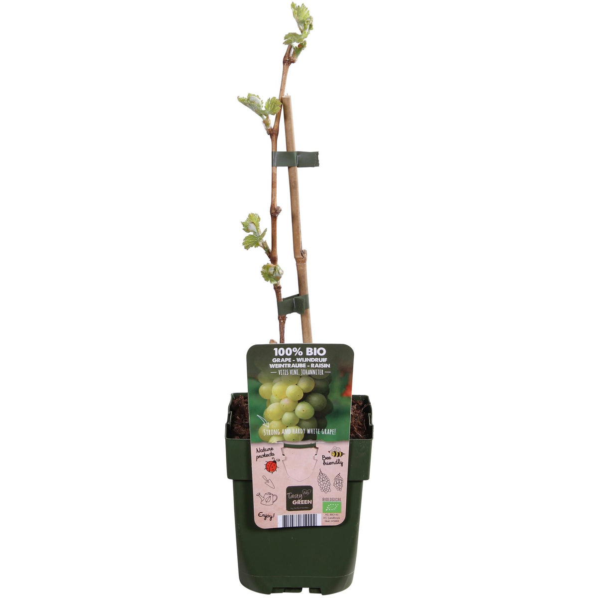 Vitis vinifera 'Johanniter' (Vite) - Ø13cm - ↕45cm