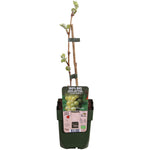 Load image into Gallery viewer, Vitis vinifera &#39;Johanniter&#39; (Grape Vine) - Ø13cm - ↕45cm
