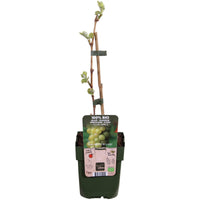 Vitis vinifera 'Johanniter' (Vite) - Ø13cm - ↕45cm