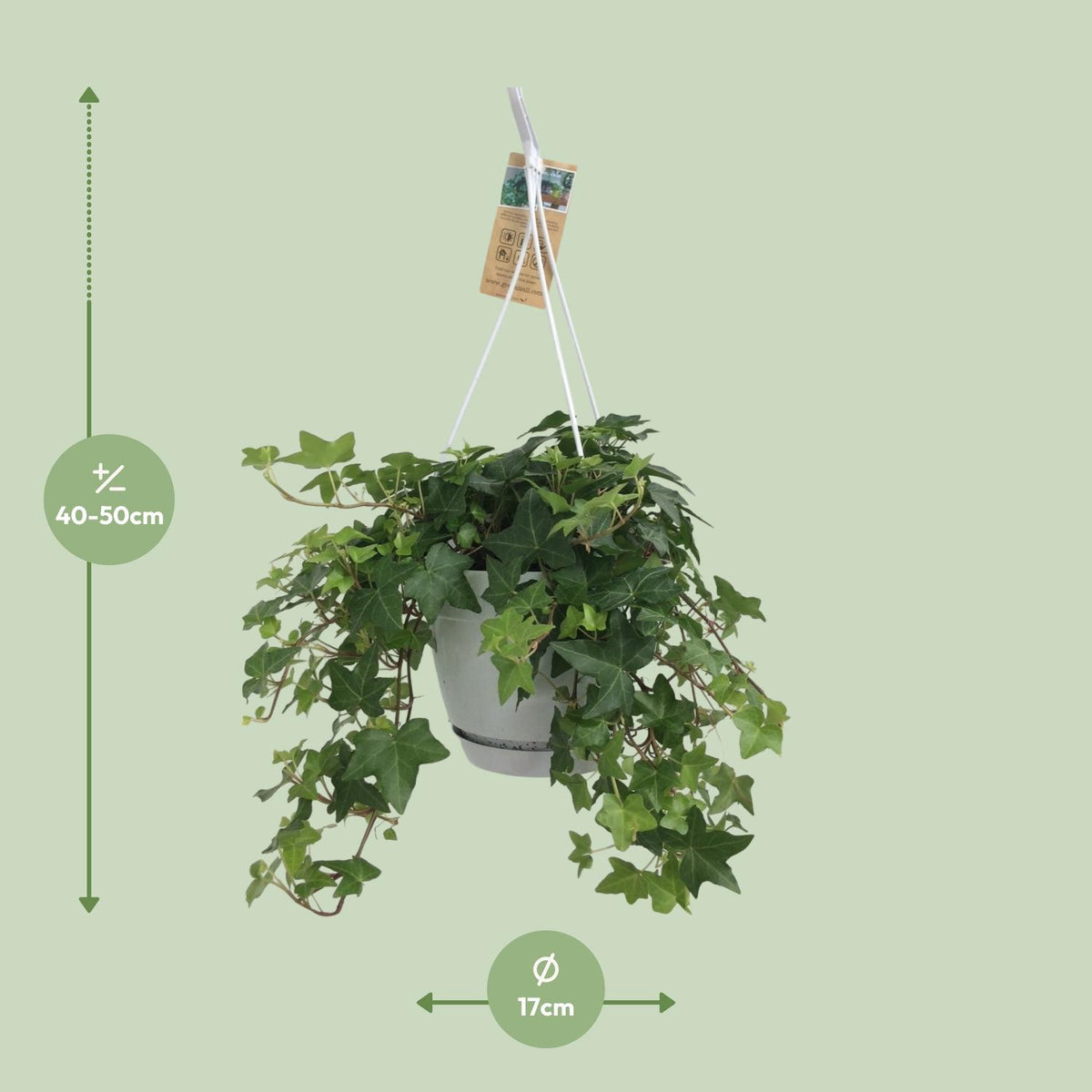 Hedera helix 'Groen' in Vaso da appendere Bianco - Ø17cm - 45↕cm